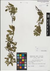 Foto von Salix mielichhoferi Saut.